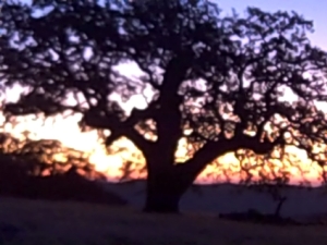 oak at sunrise 2